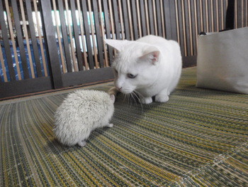 猫・夢空間気ままなみーこ