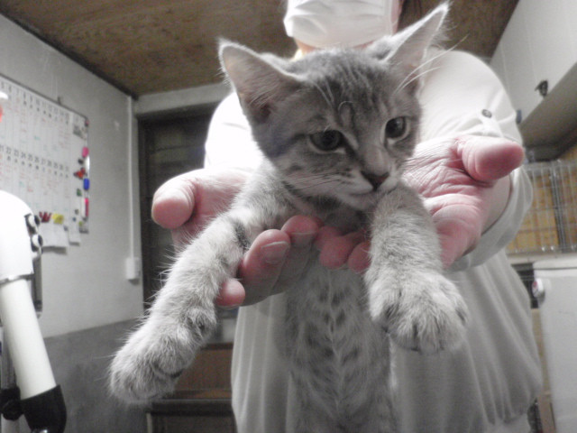 和歌山市猫カフェみーこの猫ホテル　こむぎちゃん　一時預かりモカちゃん　