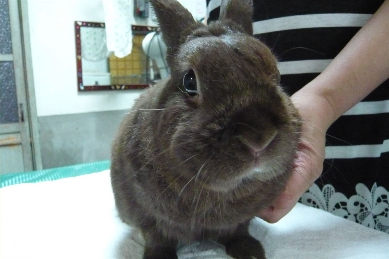 和歌山市猫美容猫うさぎ爪切りみんな嬉しいな！