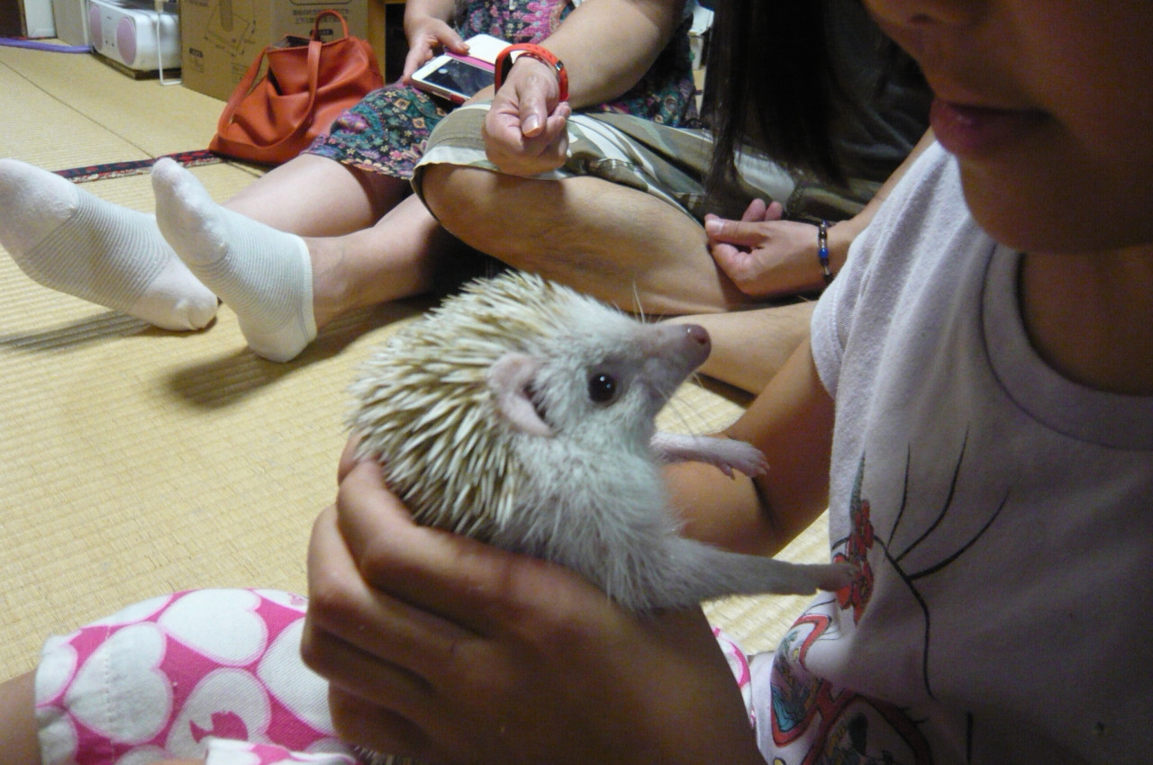 和歌山市ハリネズミカフェみーこ　お盆もやってます