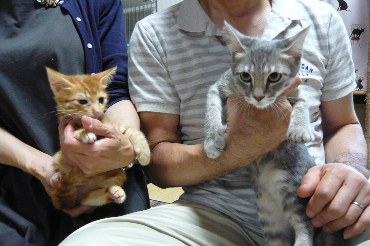 猫里親譲渡みーこ会　茶トラ女の子里親体験決まりました