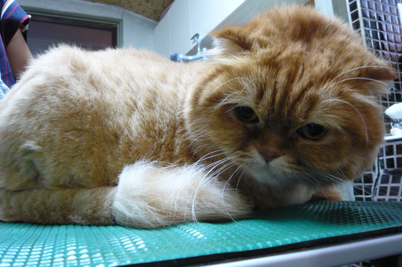 和歌山市猫カフェみーこで猫ホテル猫美容　マミちゃん