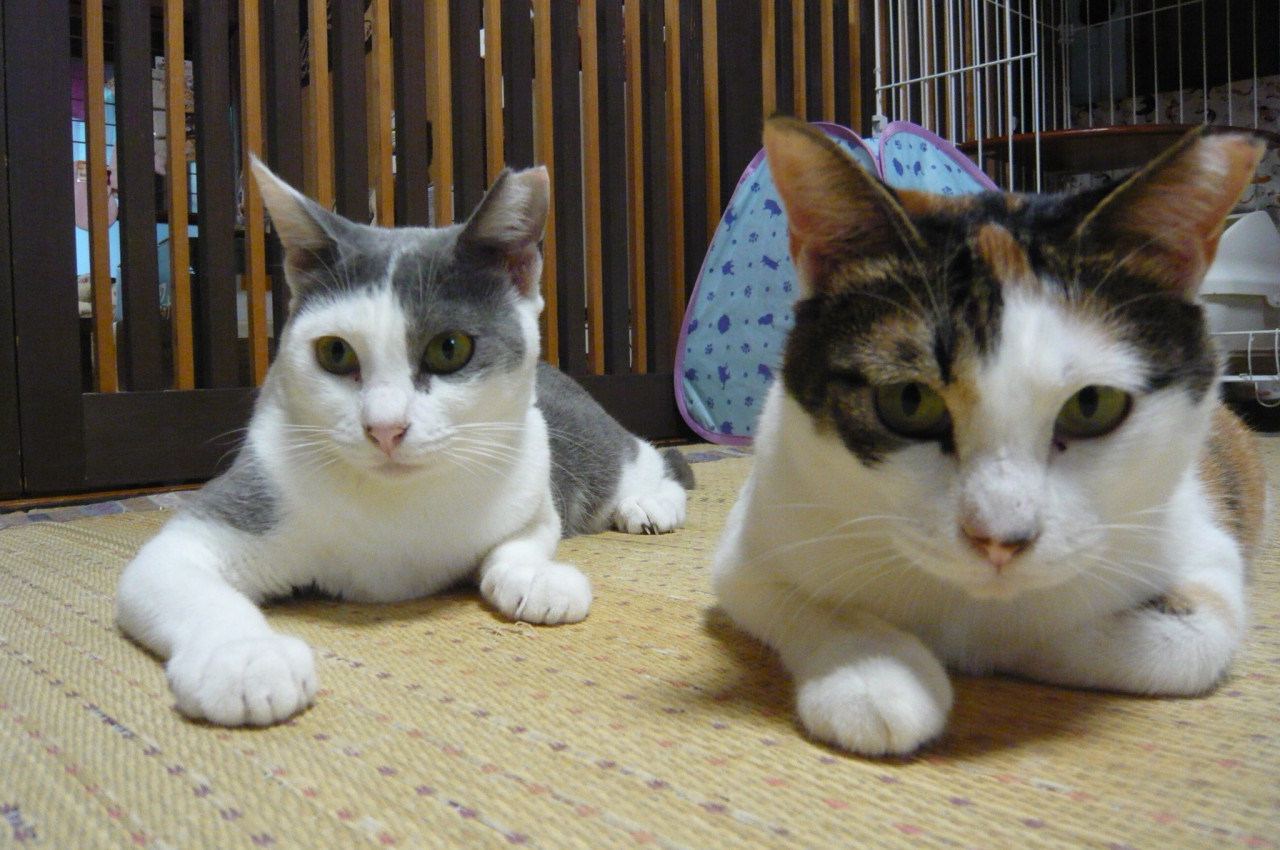 和歌山市猫カフェみーこの猫里親譲渡みーこ会