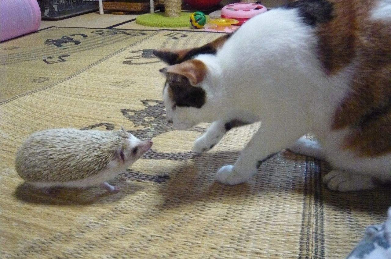 和歌山市猫里親募集とハリネズミ販売カフェ