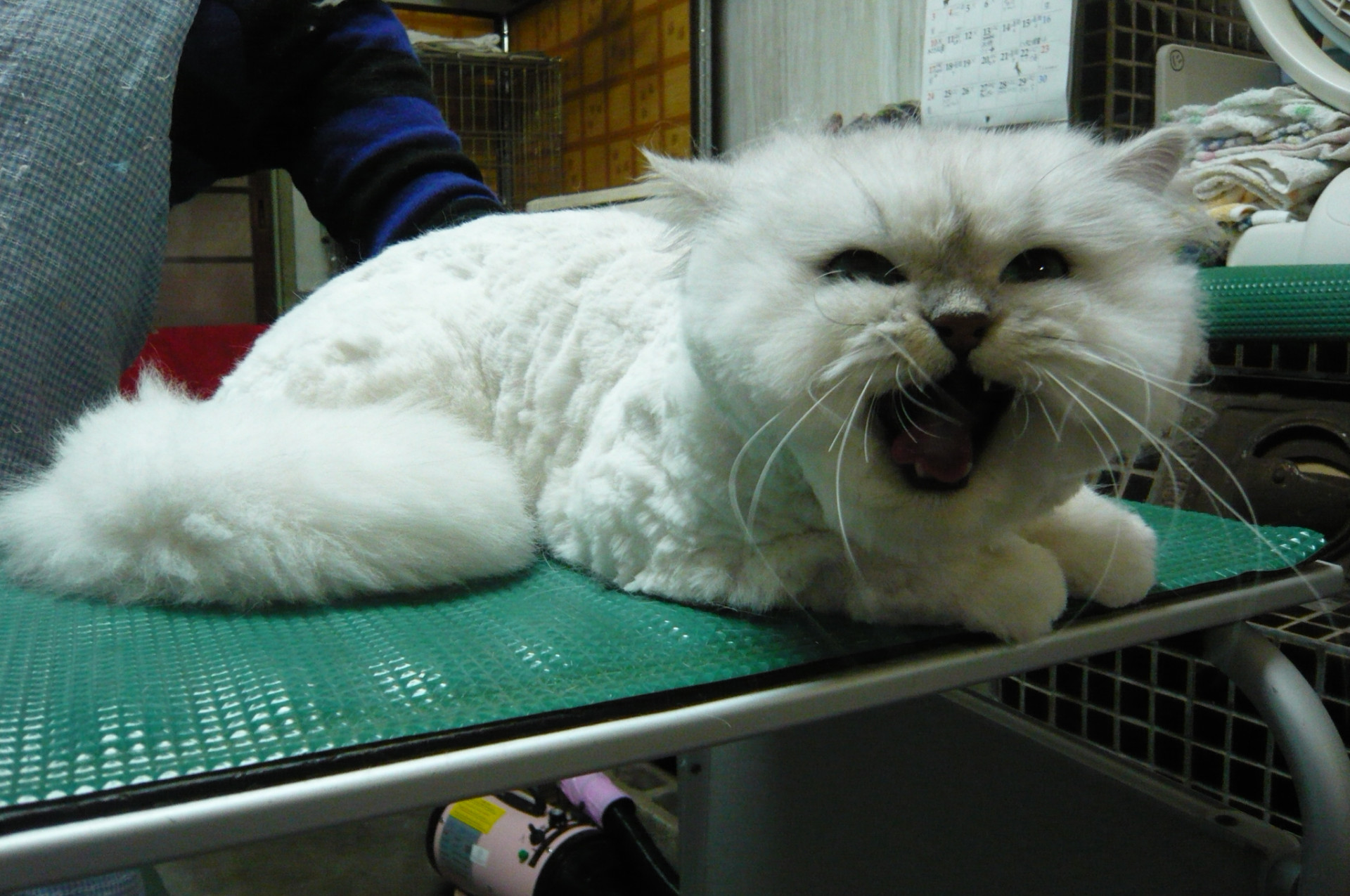 和歌山市猫・うさぎ美容室みーこ