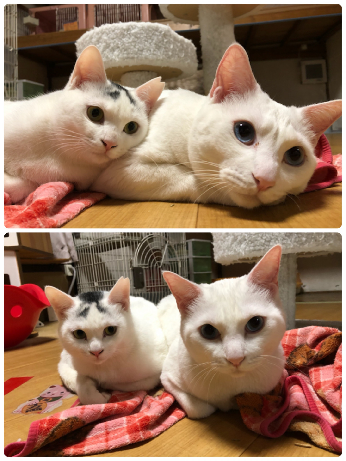 猫ホテルシャー吉君とらぶらぶ