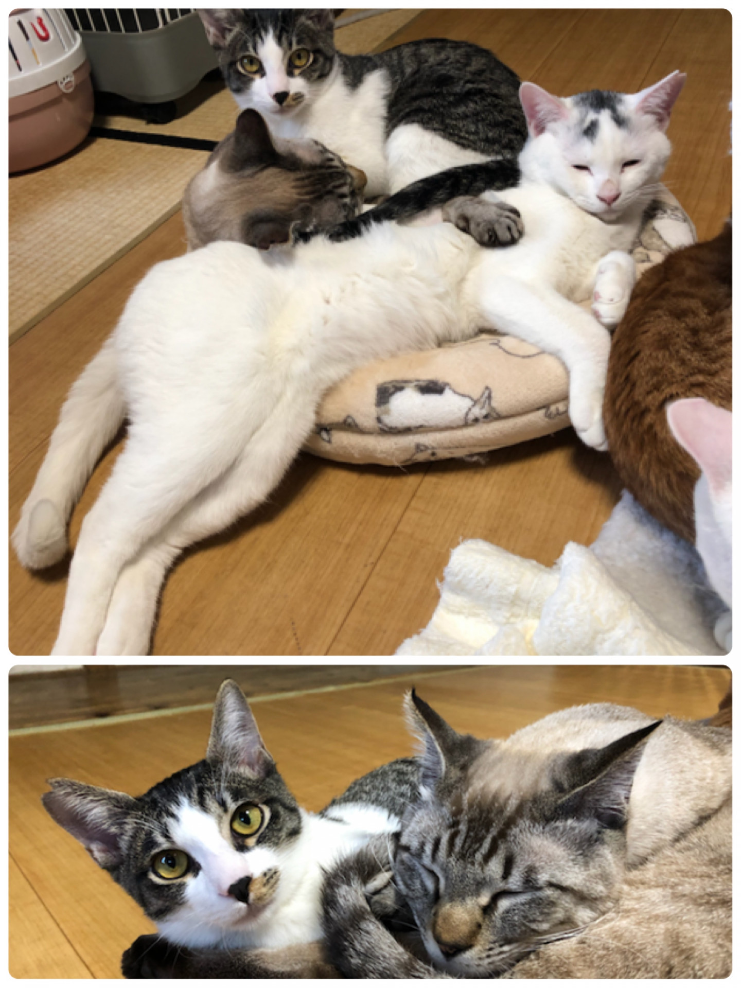 毎日猫里親募集　猫カフェみーこ和歌山市