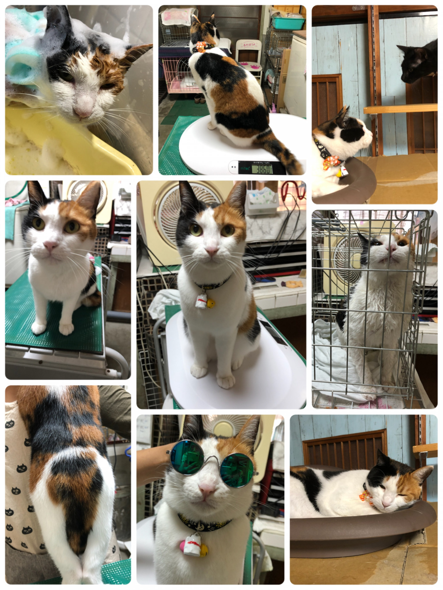 三毛猫杏ちゃん猫ホテル中の猫美容