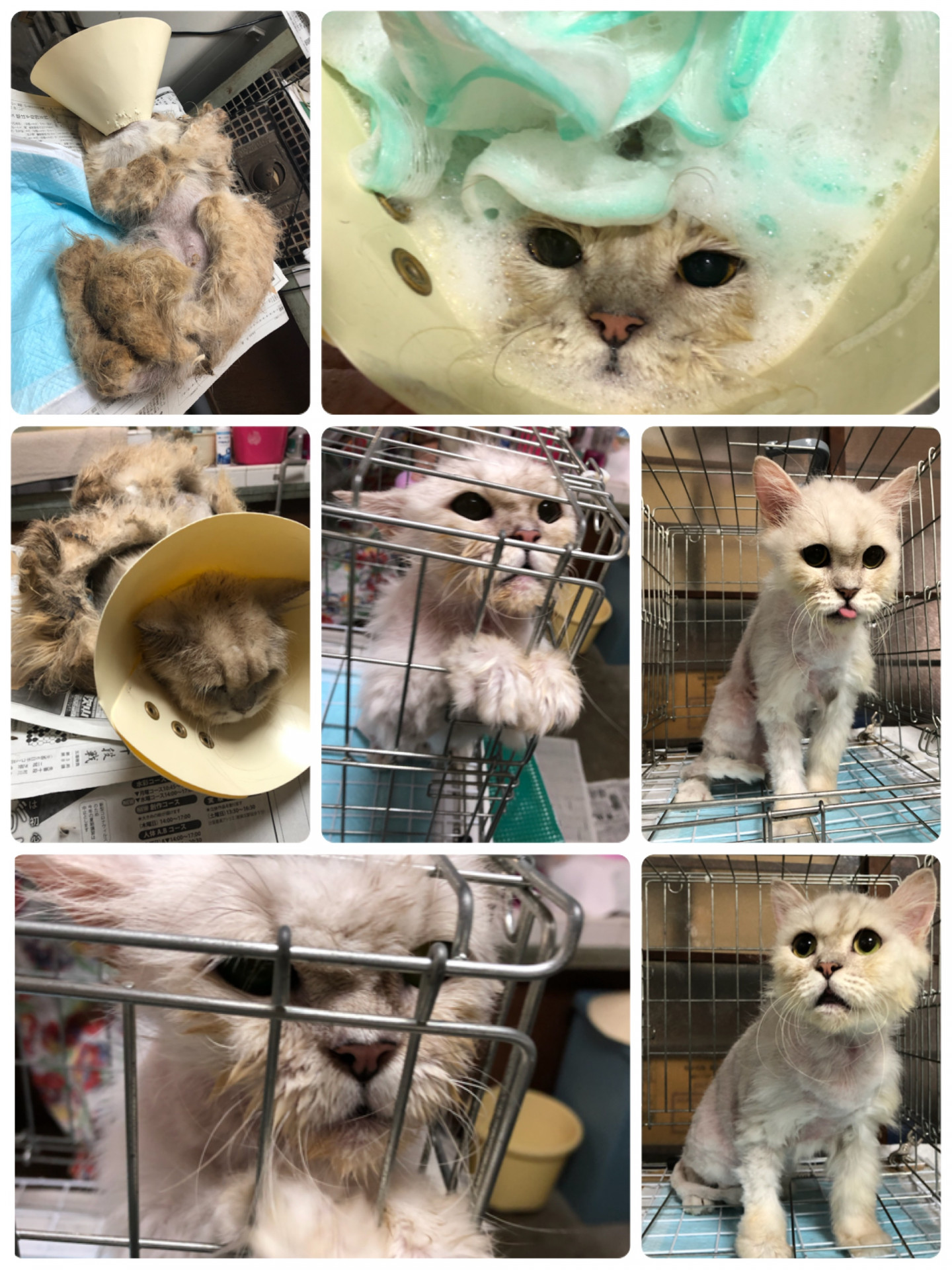 猫美容ライムちゃん、白キジ君、猫ミニ美容マミちゃん