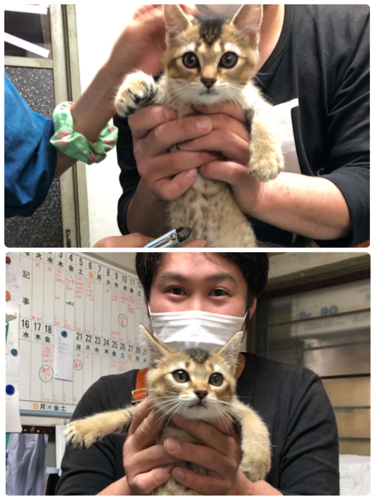 ＃猫爪切り＃うさぎ爪切り