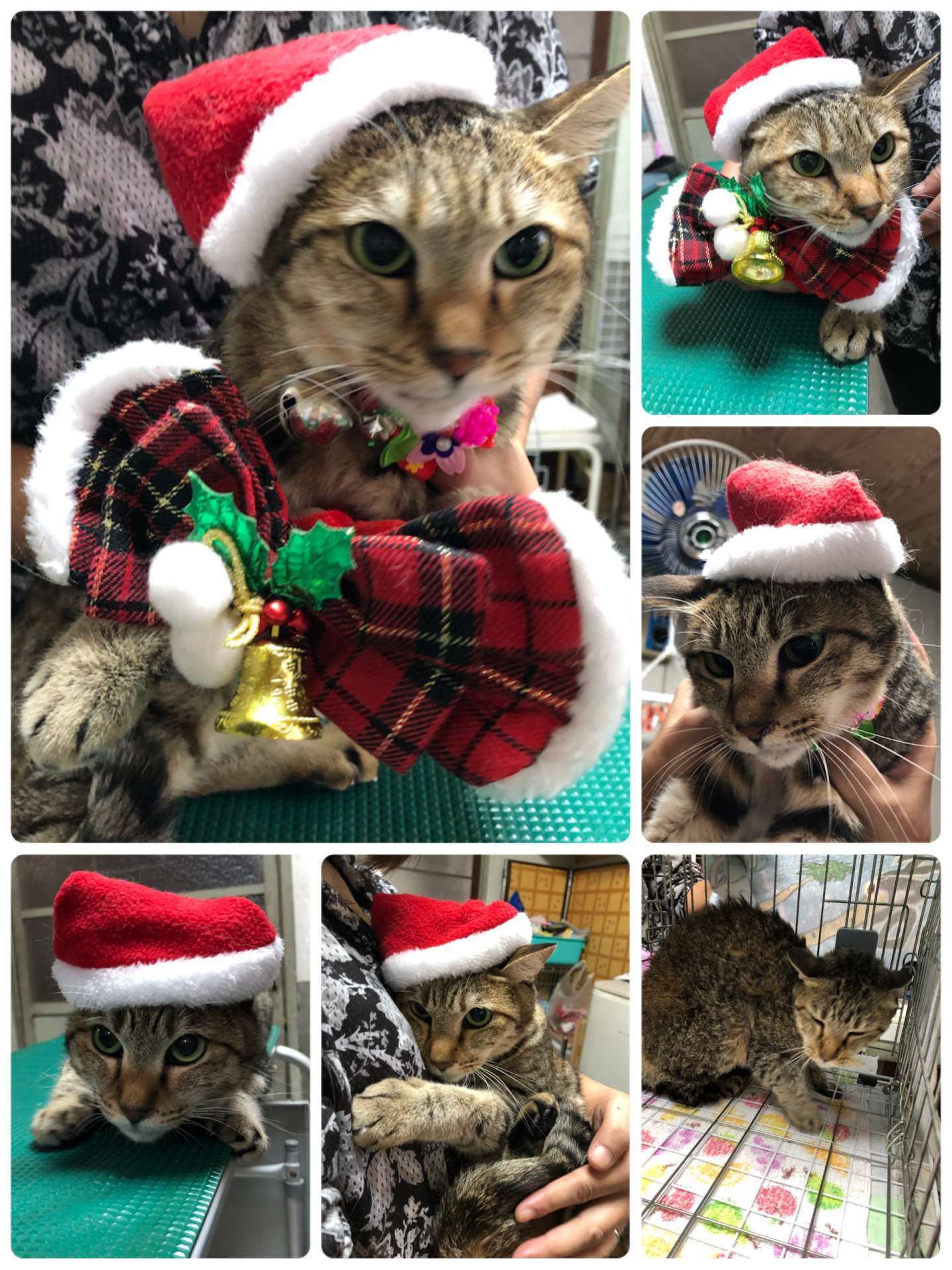 ＃猫美容＃クリスマスイブ＃イブちゃん＃可愛い～イブサンタ