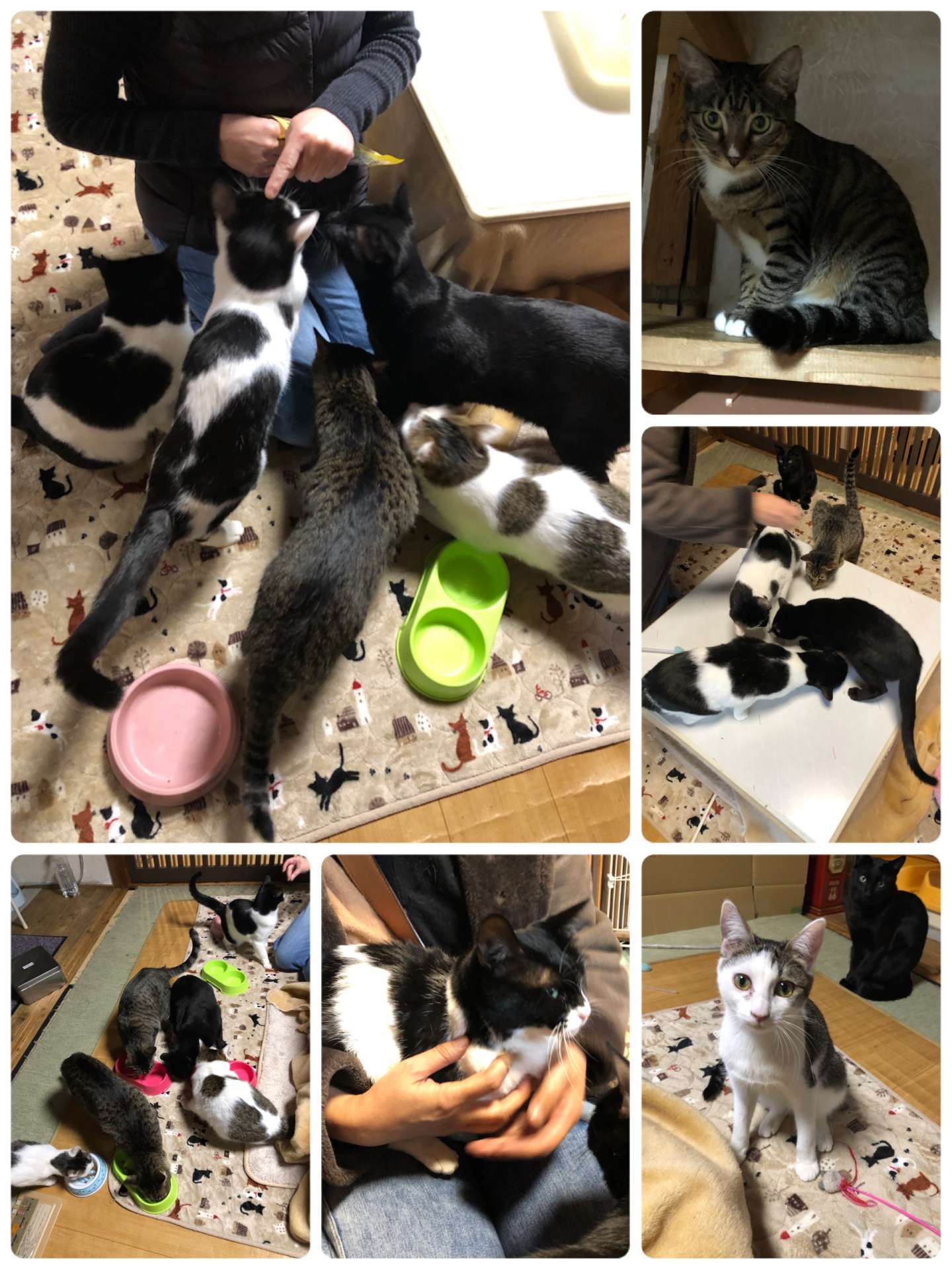 ＃猫カフェ＃里親募集＃バレンタインDAY