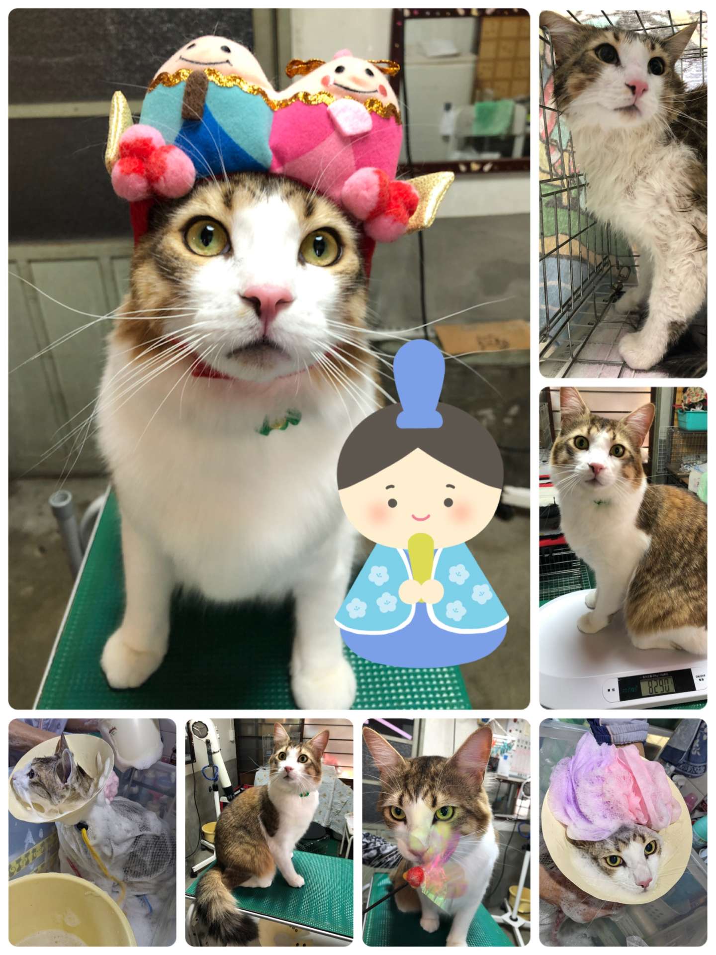 ＃初＃猫美容＃てと君＃メインクーン＃猫