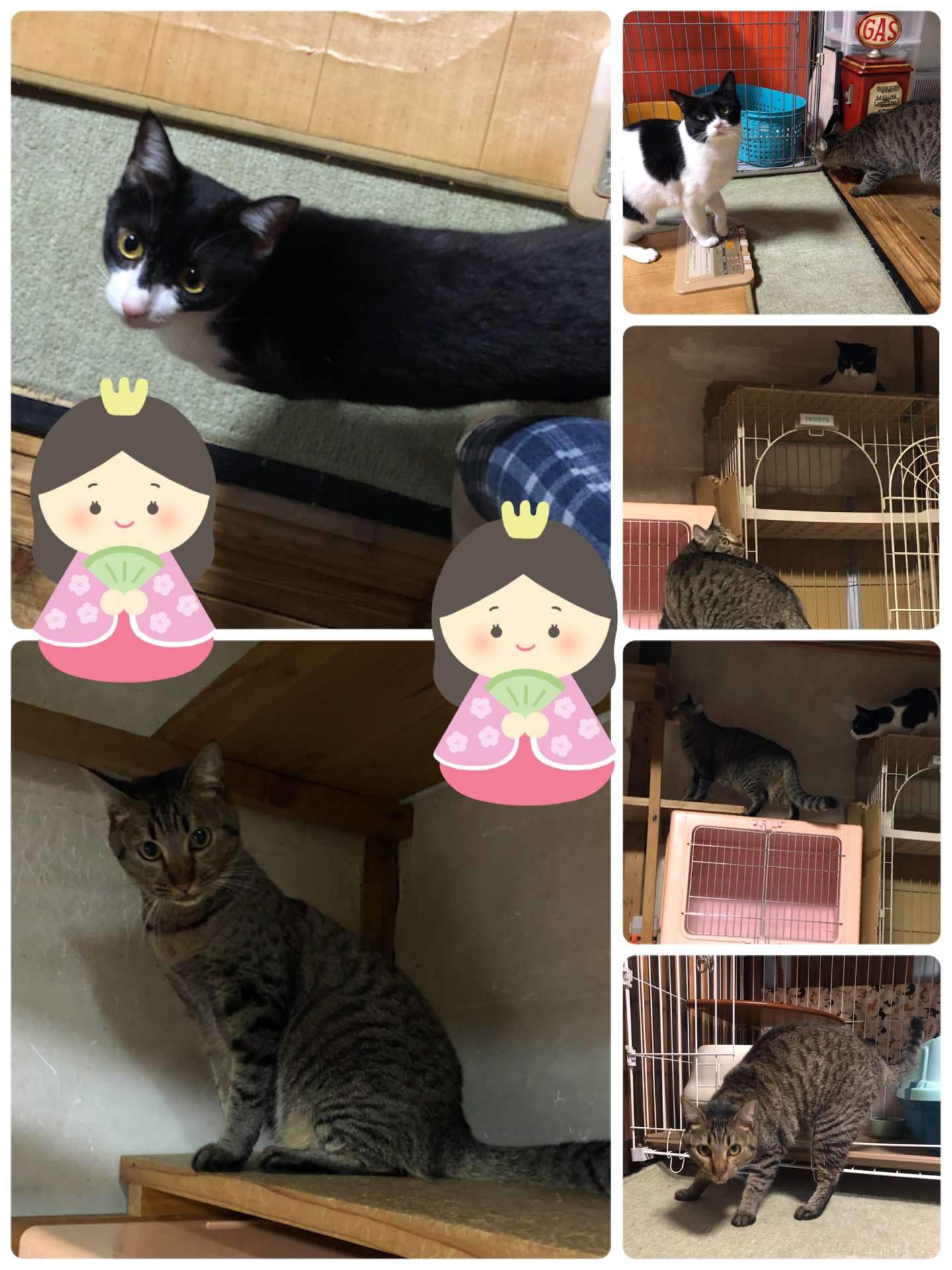 ＃猫ホテル＃ハルちゃん＆チイちゃん＃キジトラ＃はちわれ＃猫