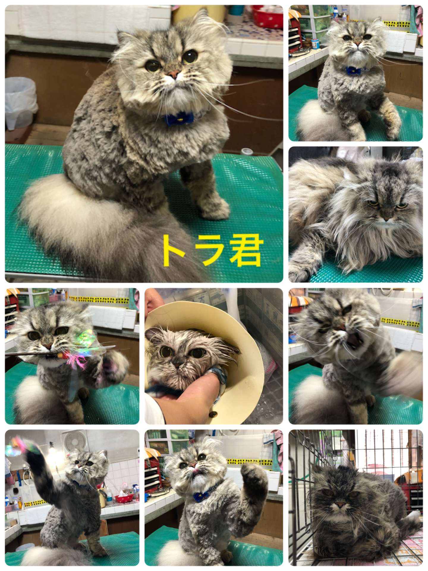 猫美容・トラくん、マイマイくん