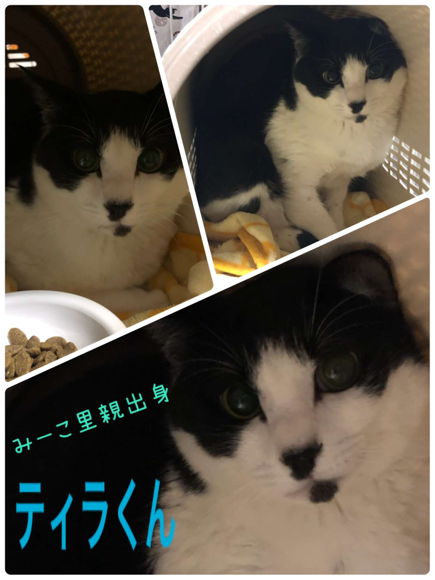 ＃猫ホテル＃みーこ里親出身＃ティラ君＃はちわれ