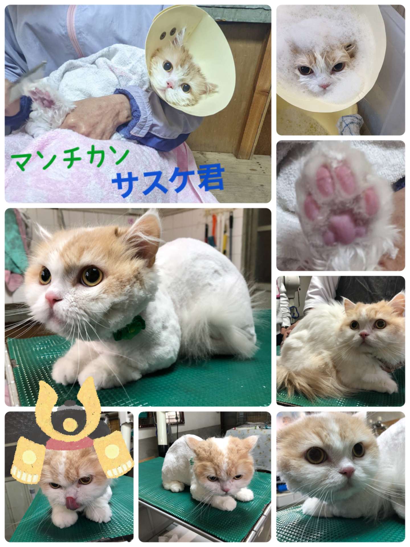 ＃猫＃猫ライオンカット＃猫美容＃サスケ君＃マンチカン