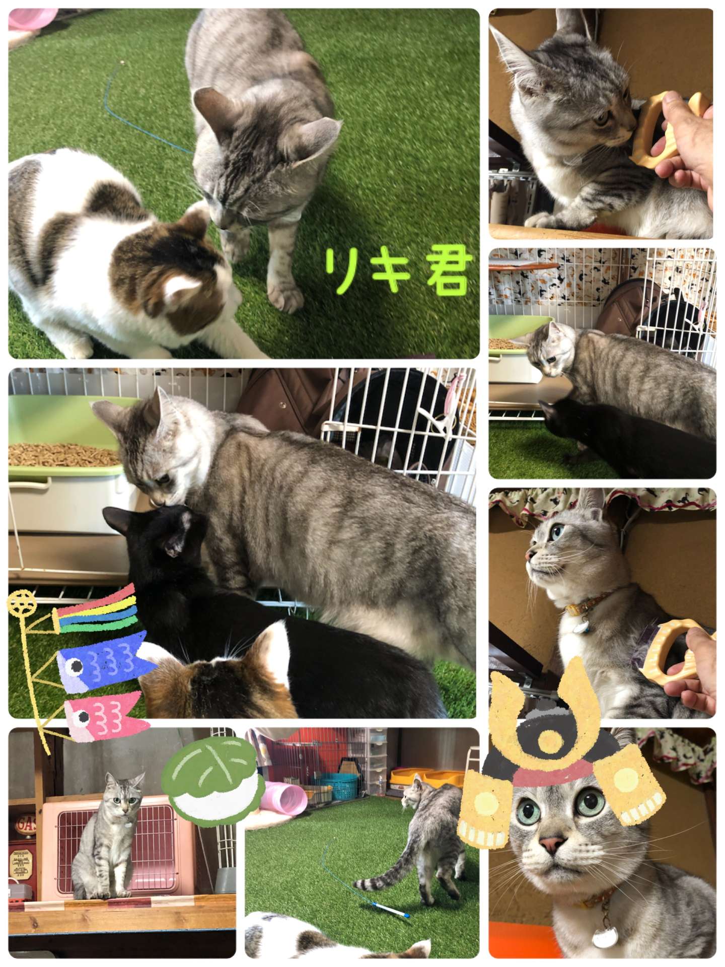 ＃猫＃猫ホテル＃猫ブラシ＃リキ君