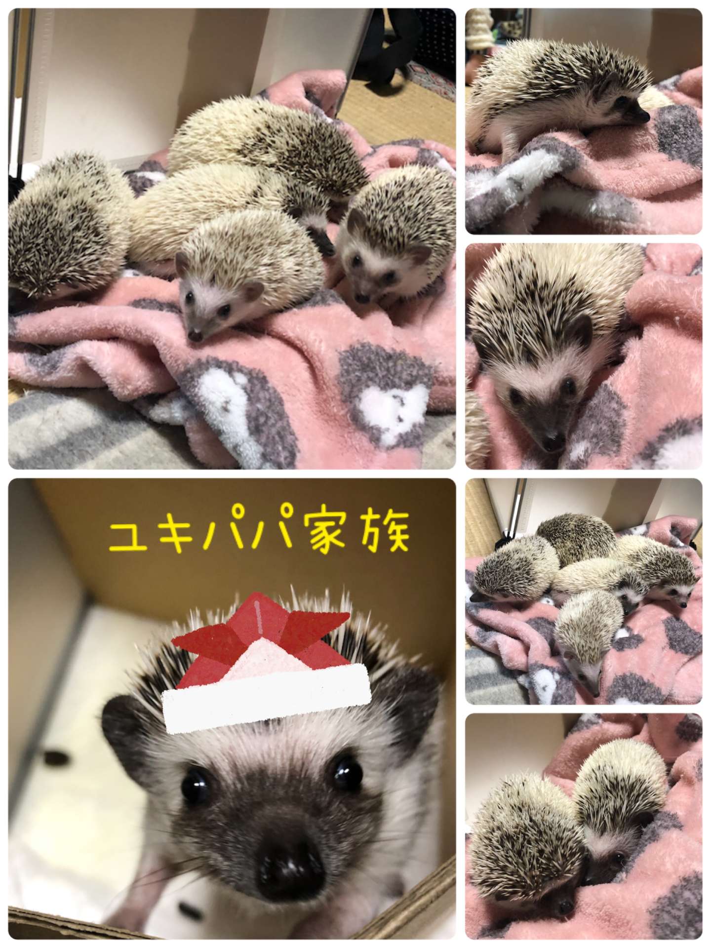 ＃うさぎ＃うさぎ美容＃ブラシ＃ミミ君＃はりねずみ＃ユキパパ親子