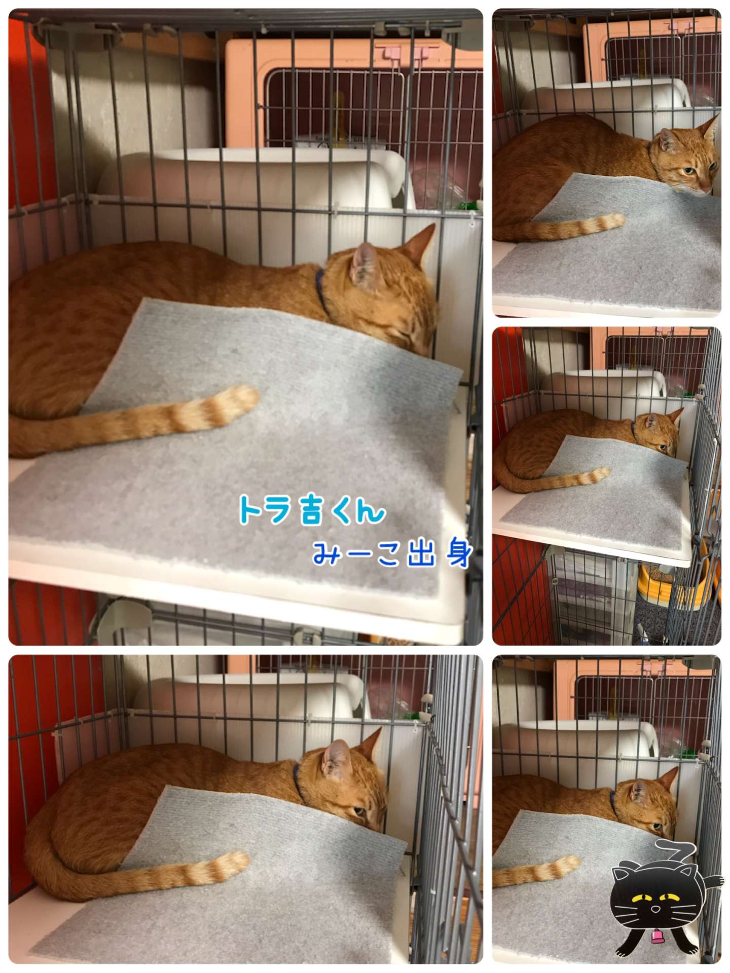 #猫　#猫ホテル　#ペットホテル　#トラ吉くん　