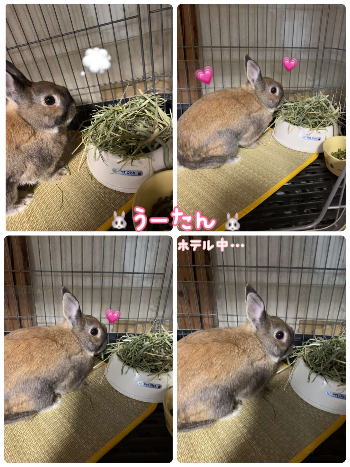 #うさぎ　#うさぎホテル　#ペットホテル　#うーたん　#ネザーランドドワーフ　