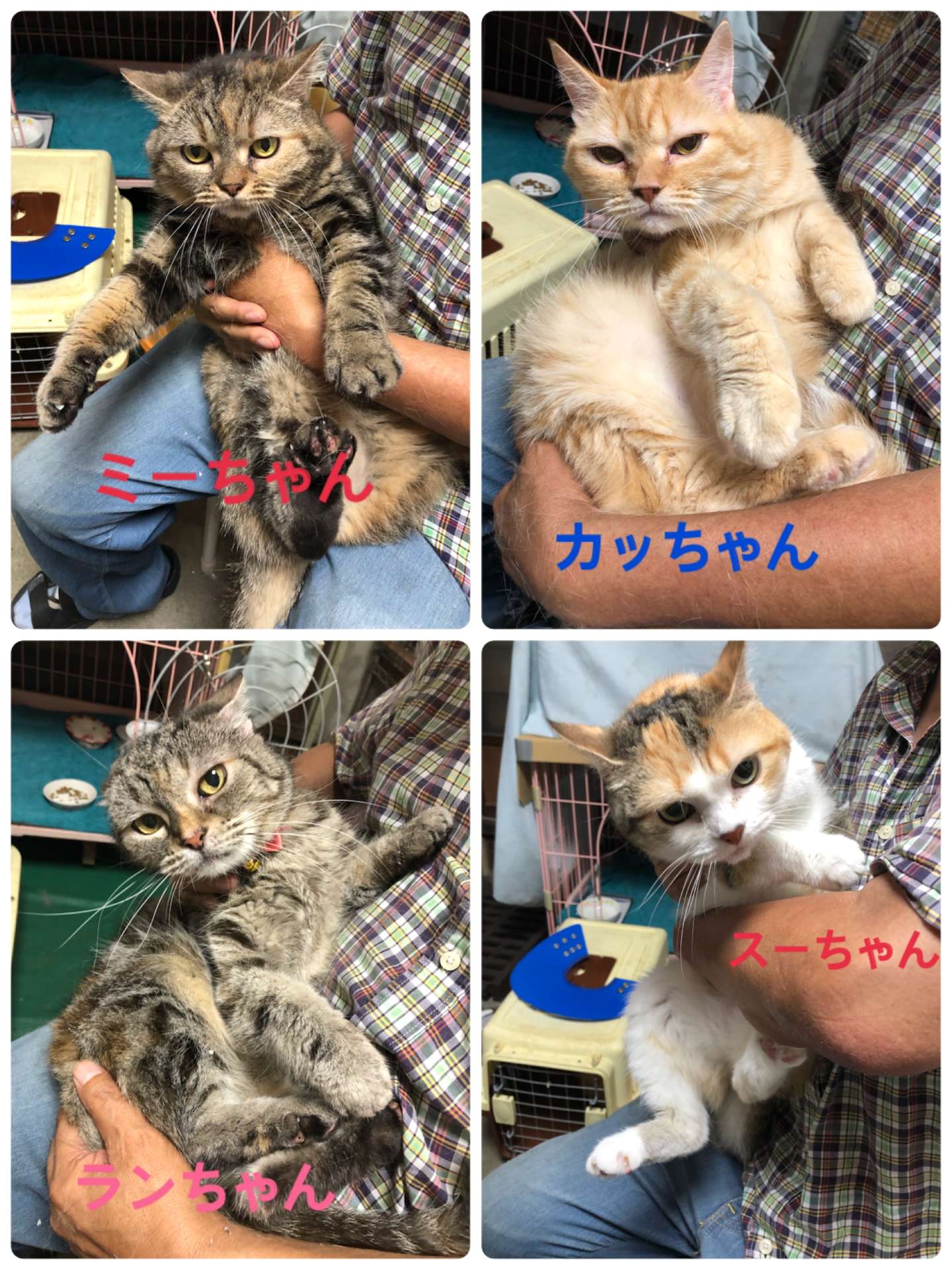 猫ミニ美容・ミーちゃん家族