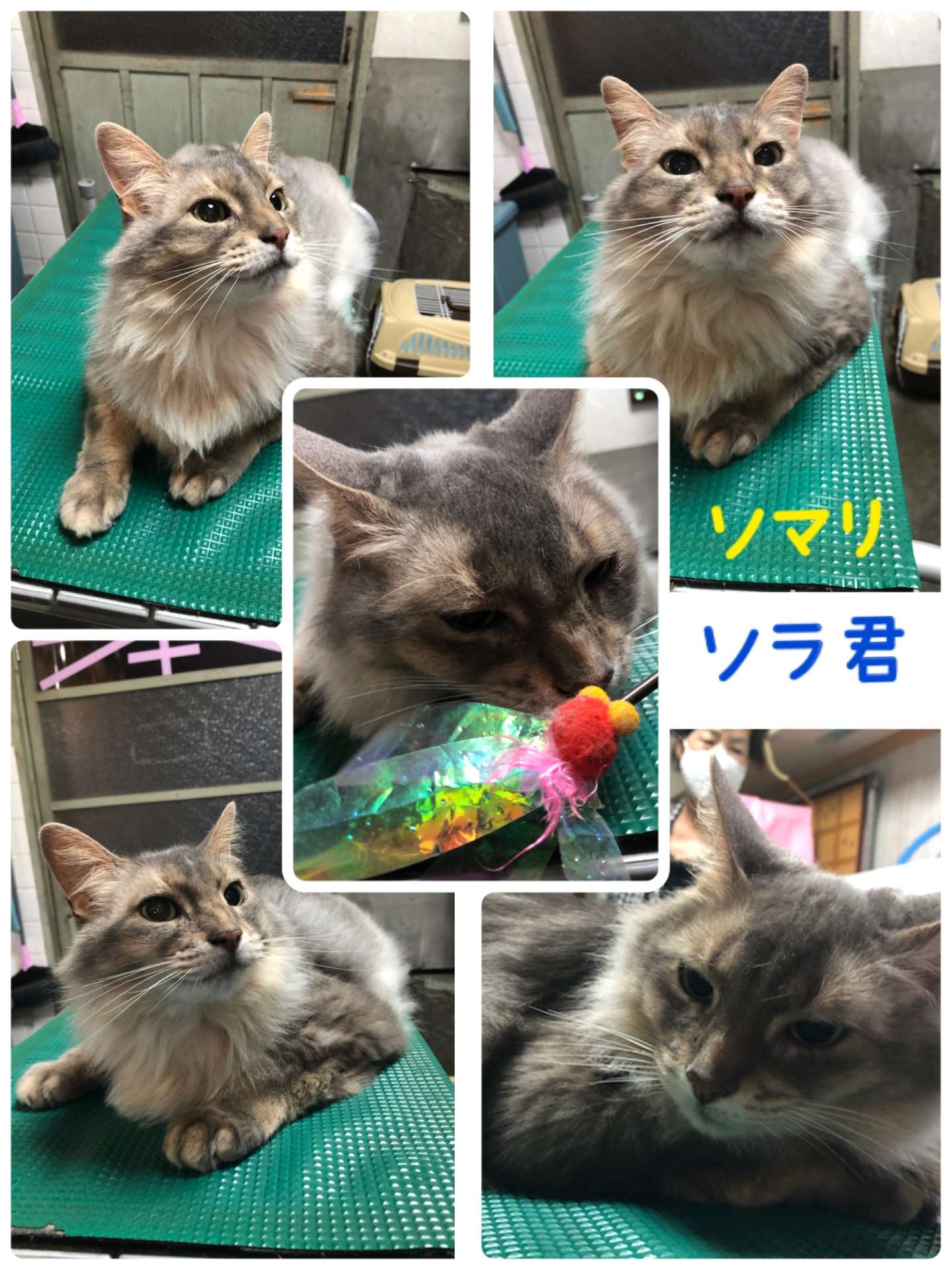 ＃猫＃ソマリ＃天君＃ミニ美容