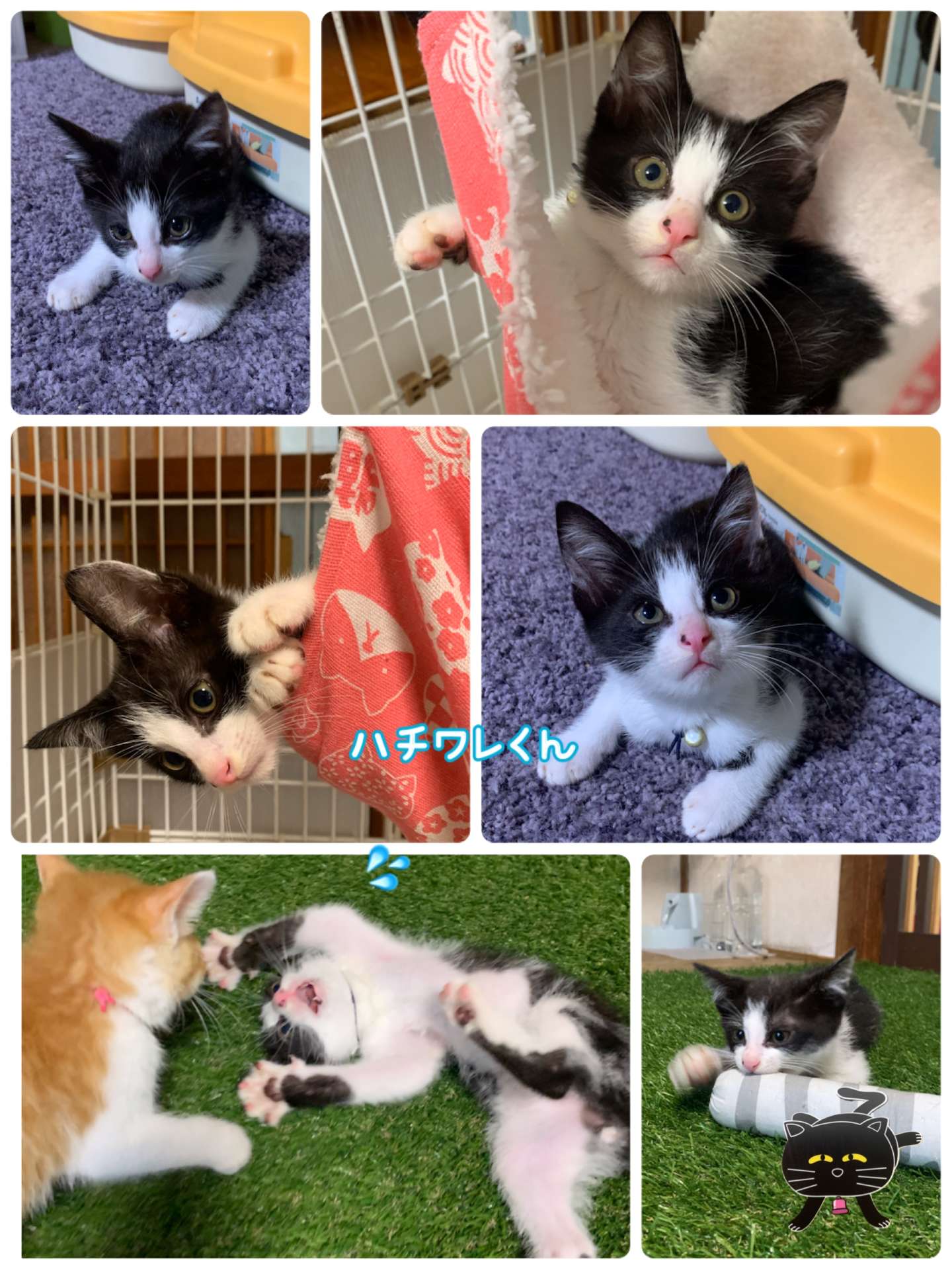 #保護猫　#ハチワレ