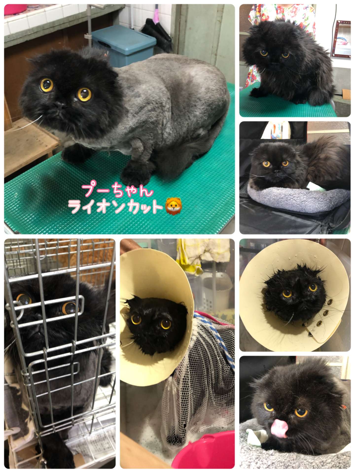 #猫美容　#猫　#猫シャンプー　#ライオンカット　#プーちゃん　#ビビちゃん