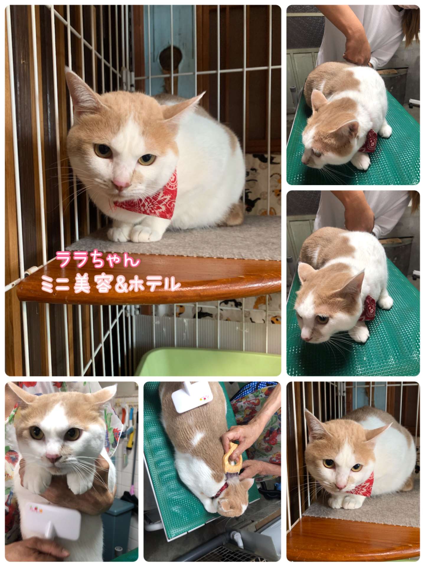 #猫　#キキララちゃん　#ミニ美容　#猫ホテル　#ペットホテル