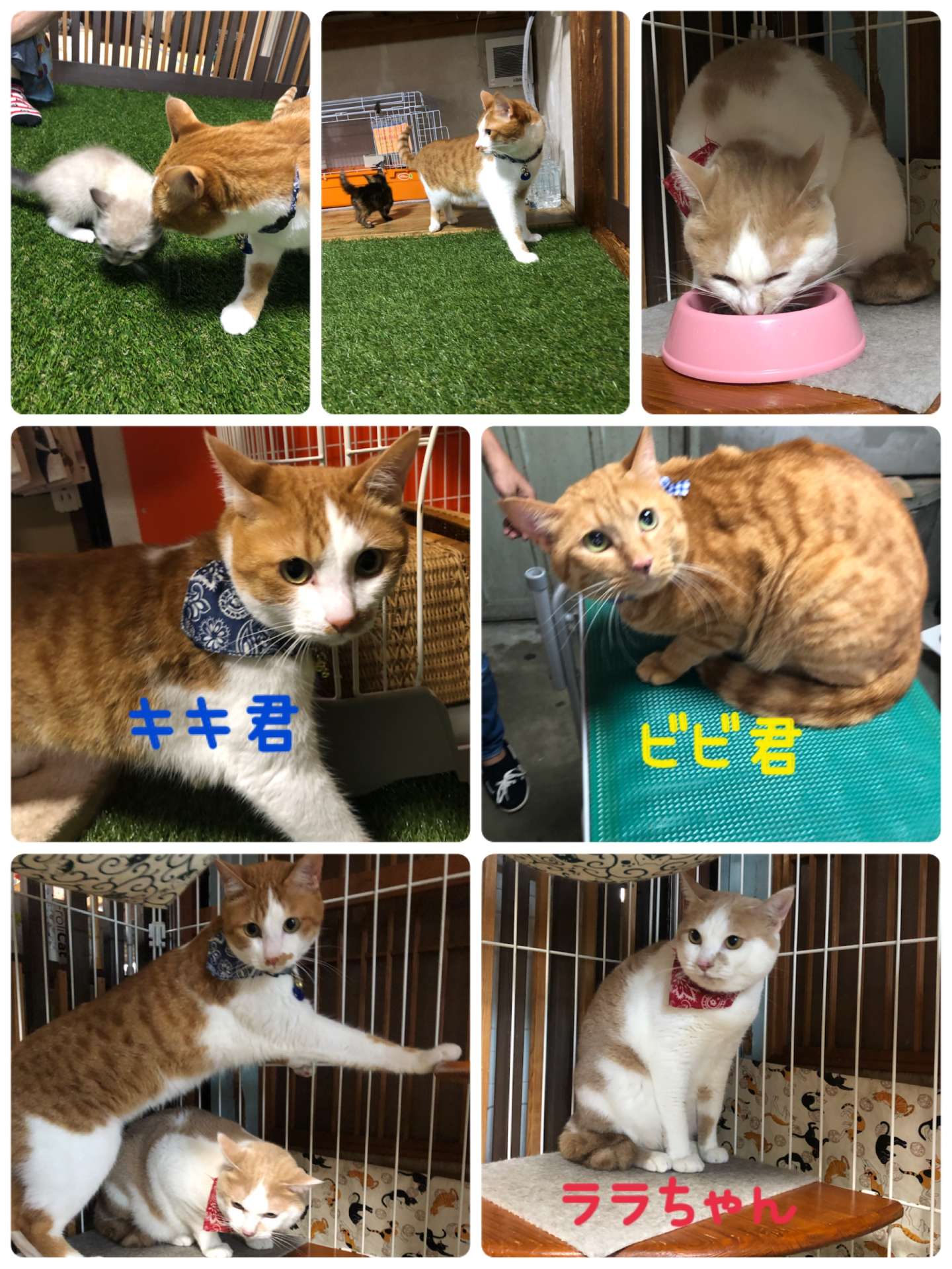 ＃猫ホテル＃キキ君＃ララちゃん＃ビビ君