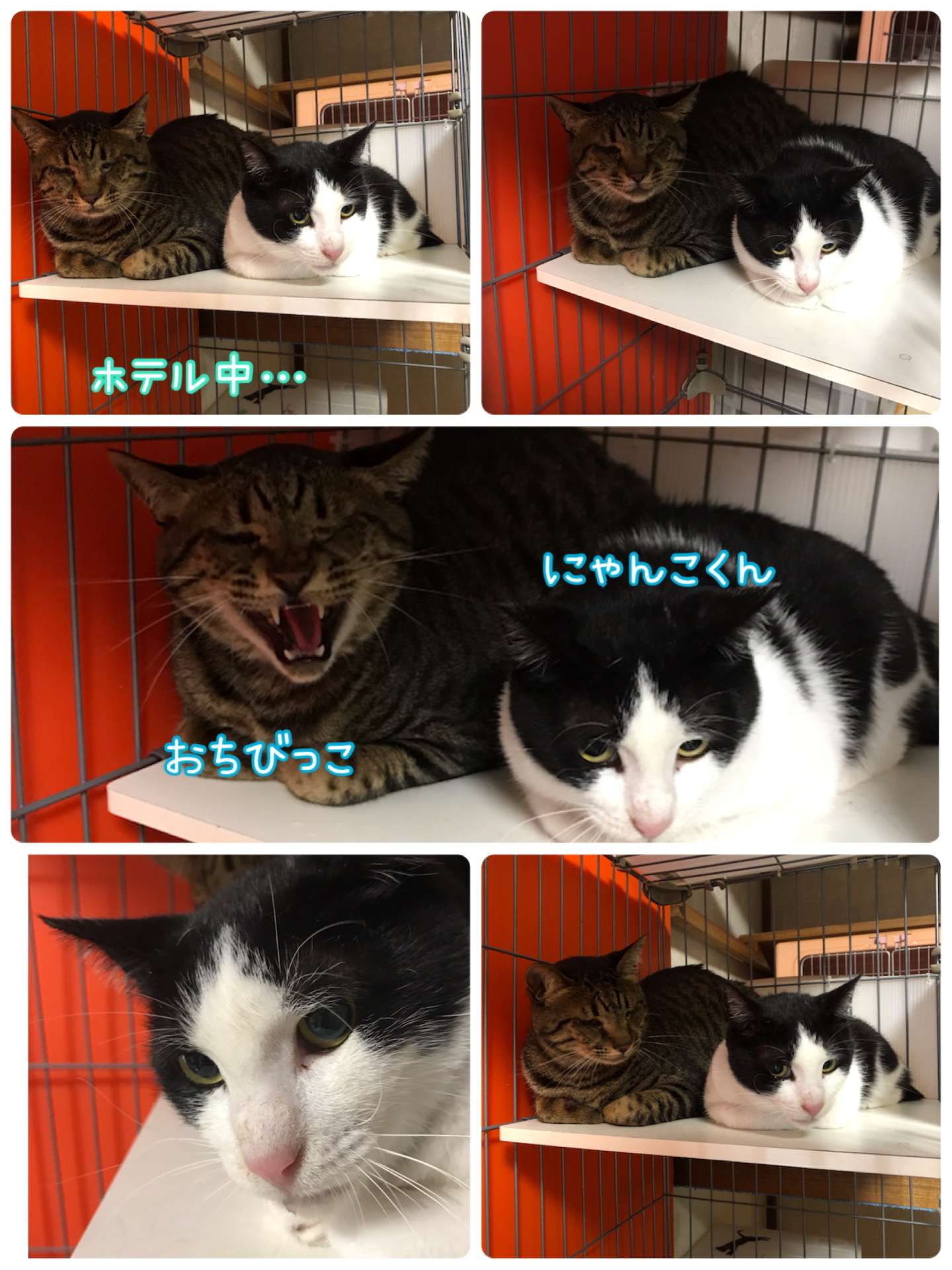 #猫ホテル　#ペットホテル　#にゃんこくん　#おちびっこ　#猫