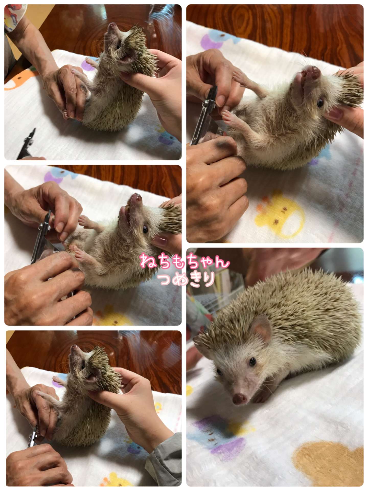 #ペットホテル　#ハリネズミホテル　#ねちもちゃん　#ハリネズミ爪切り