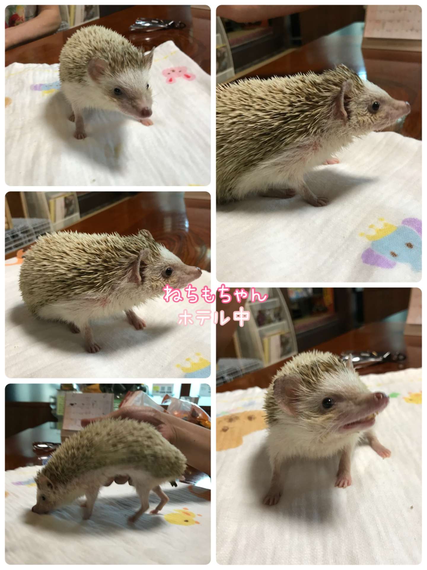 #ペットホテル　#ハリネズミホテル　#ねちもちゃん　