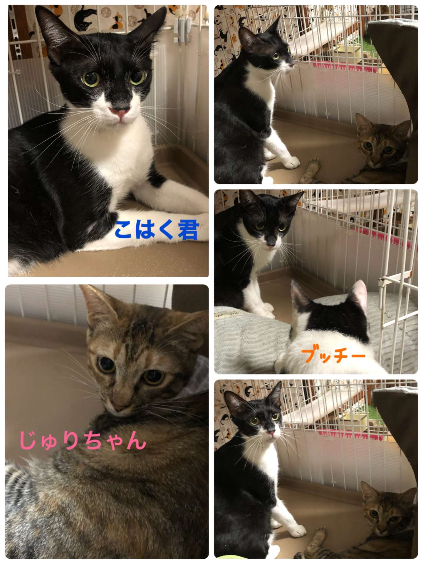 ＃猫ホテル＃こはく君＃じゅりちゃん＃ハリネズミホテル＃ねちもちゃん＃またね～