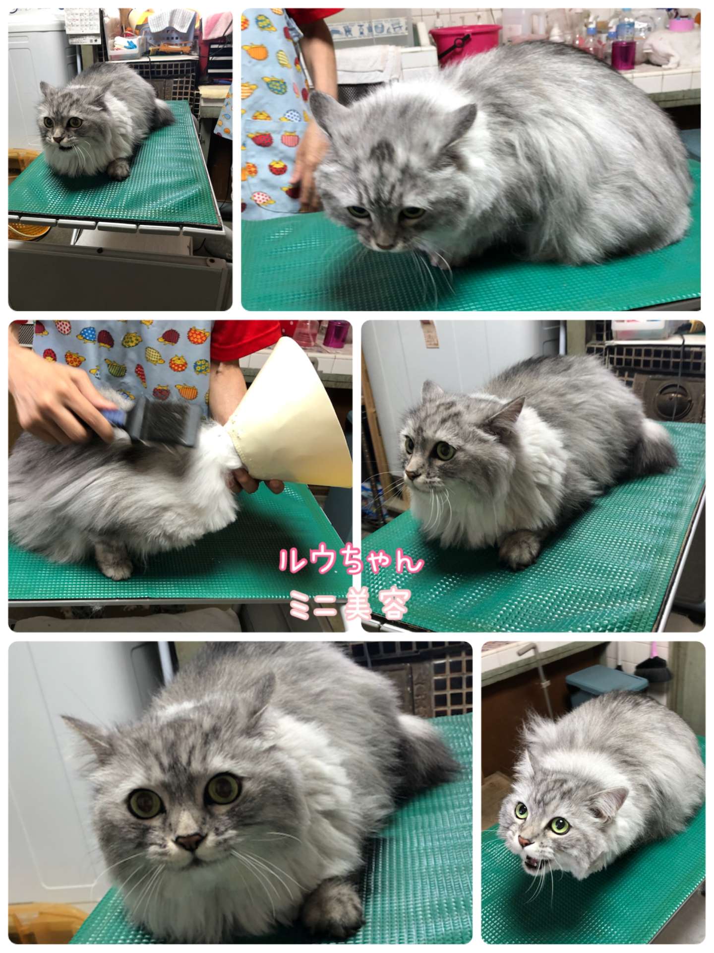 #猫　#ルウちゃん　ミニ美容　