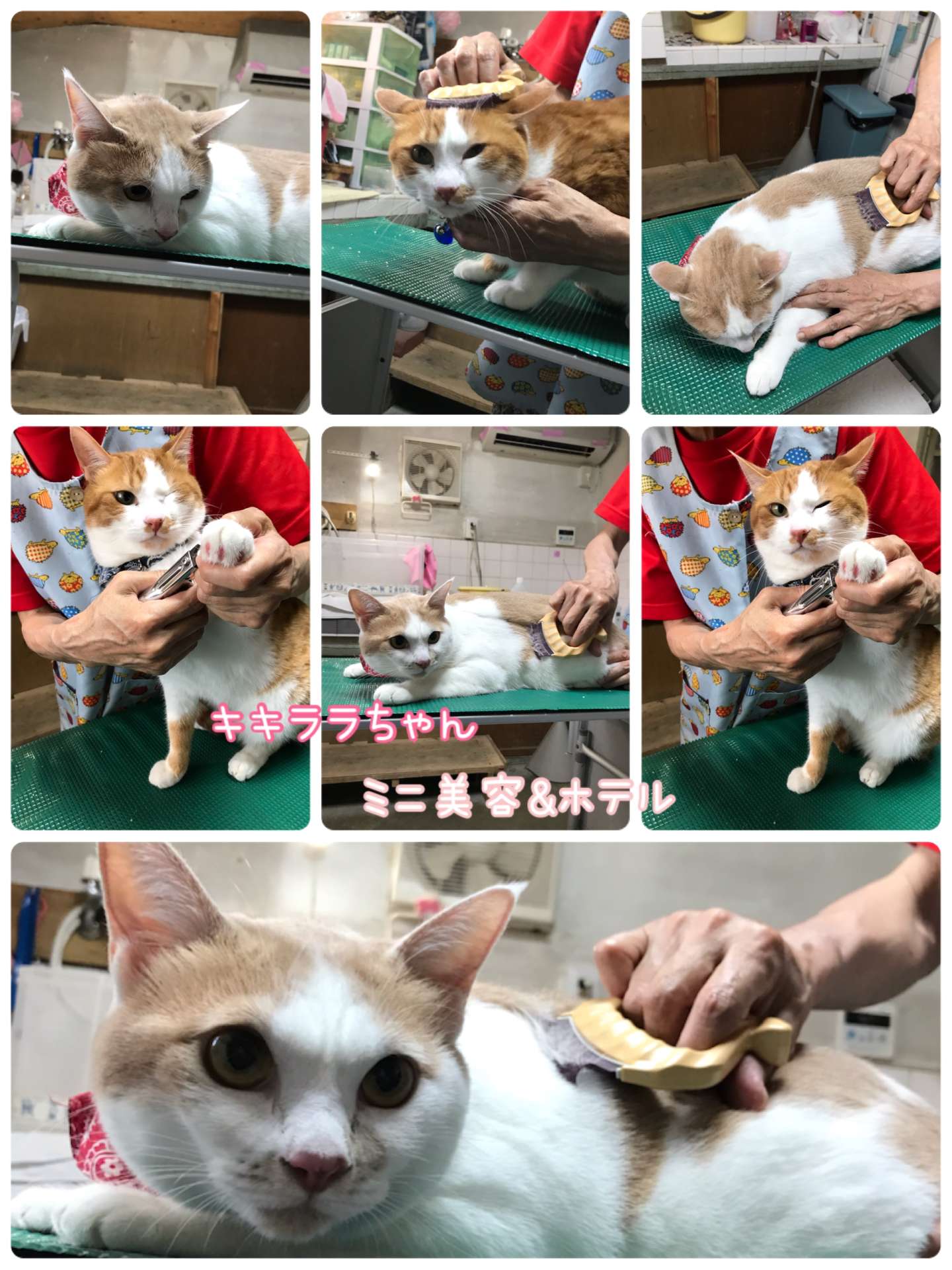 #猫　#キキララちゃん　#みーこ出身　