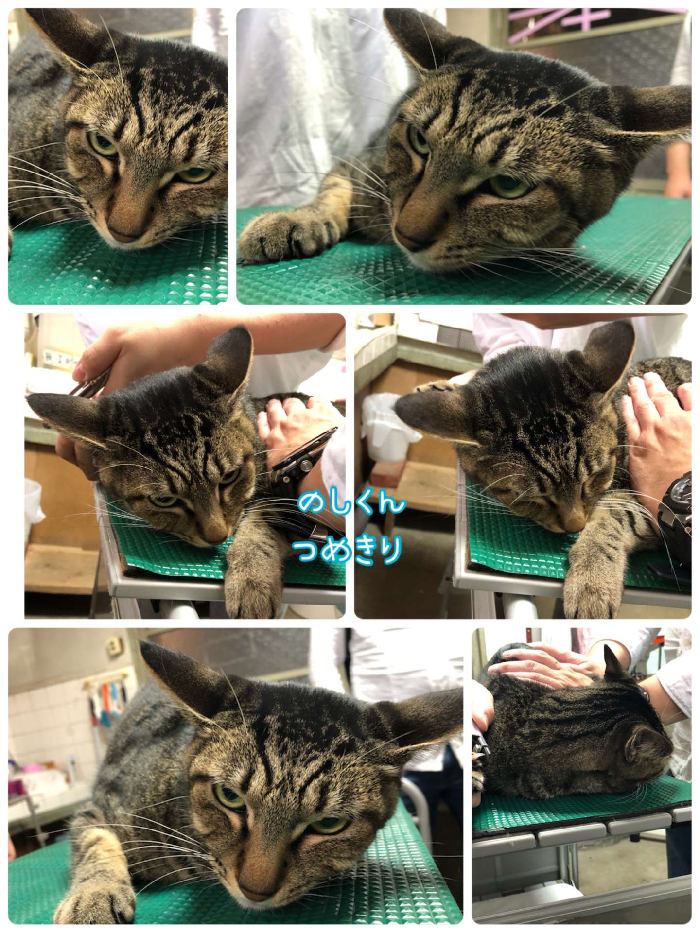 #爪切り　#猫　#キジトラ　#ハナちゃん　#のし君