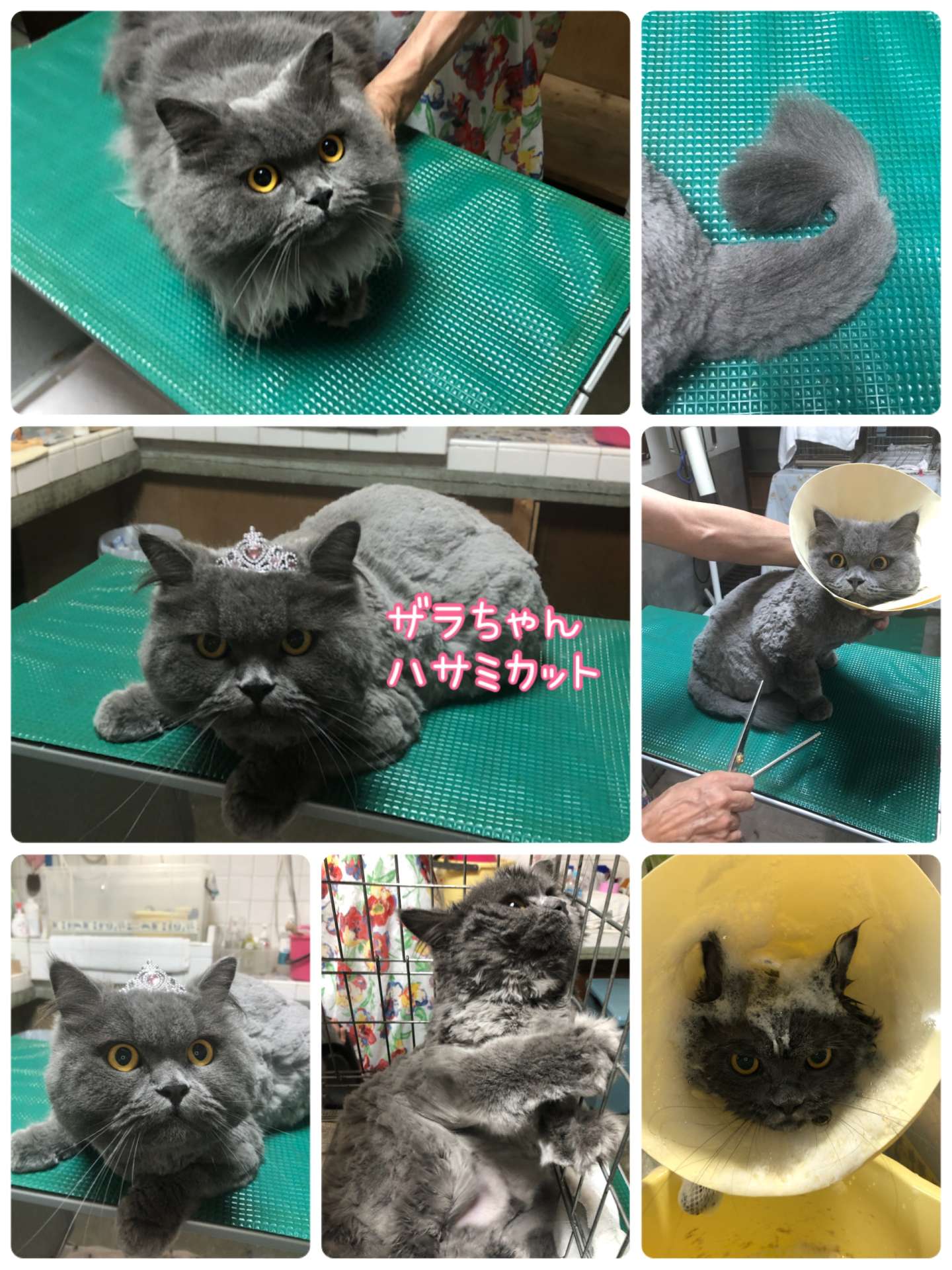 #猫　#猫美容　#猫シャンプー　#ライオンカット　#爪切り　#ザラちゃん　#コテツくん　#ミューくん　