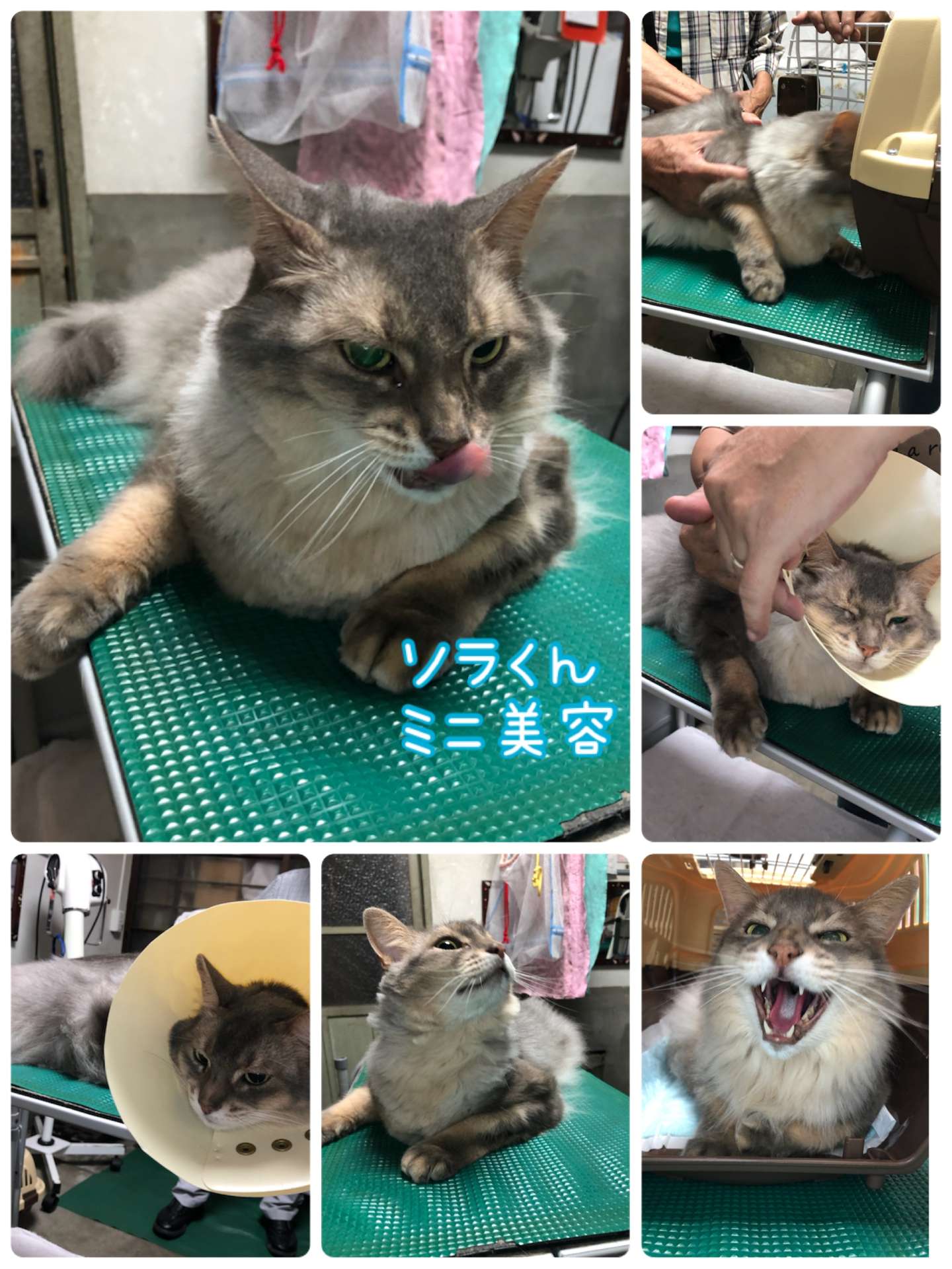 #ミニ美容　#猫　#ソラくん　