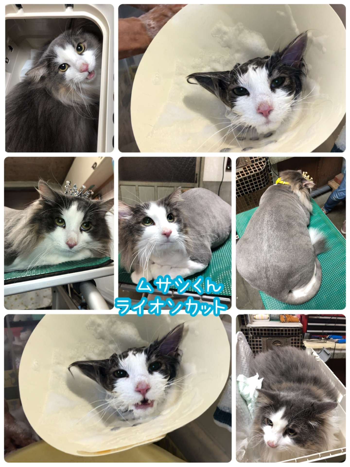 #猫美容　#猫シャンプー　#ライオンカット　#モフちゃん　#ムサシくん