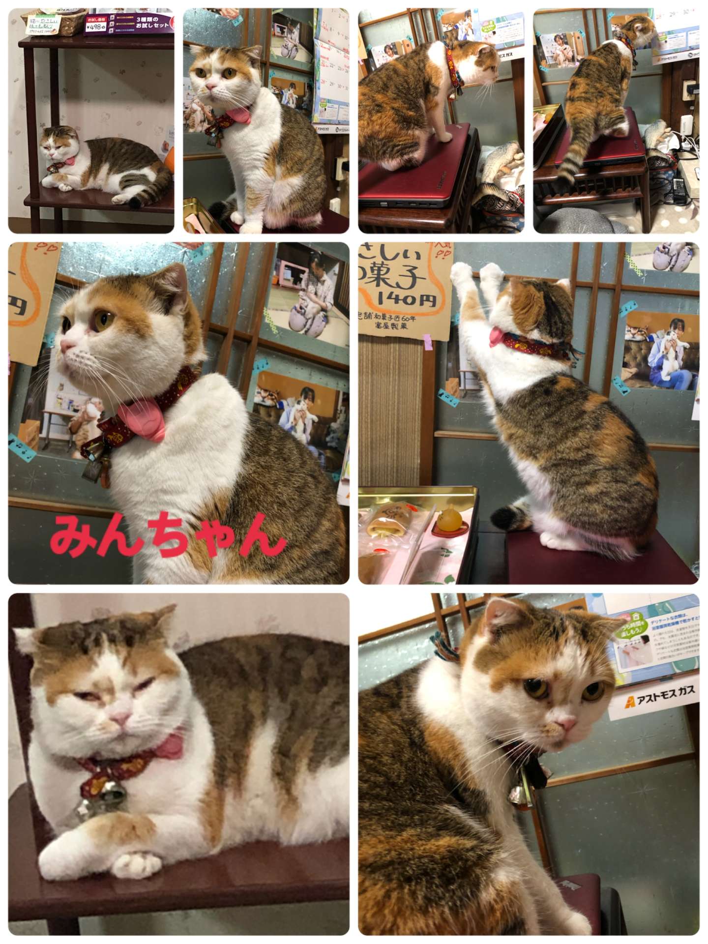 ＃みんちゃん＃スコティッシュ＃三毛猫