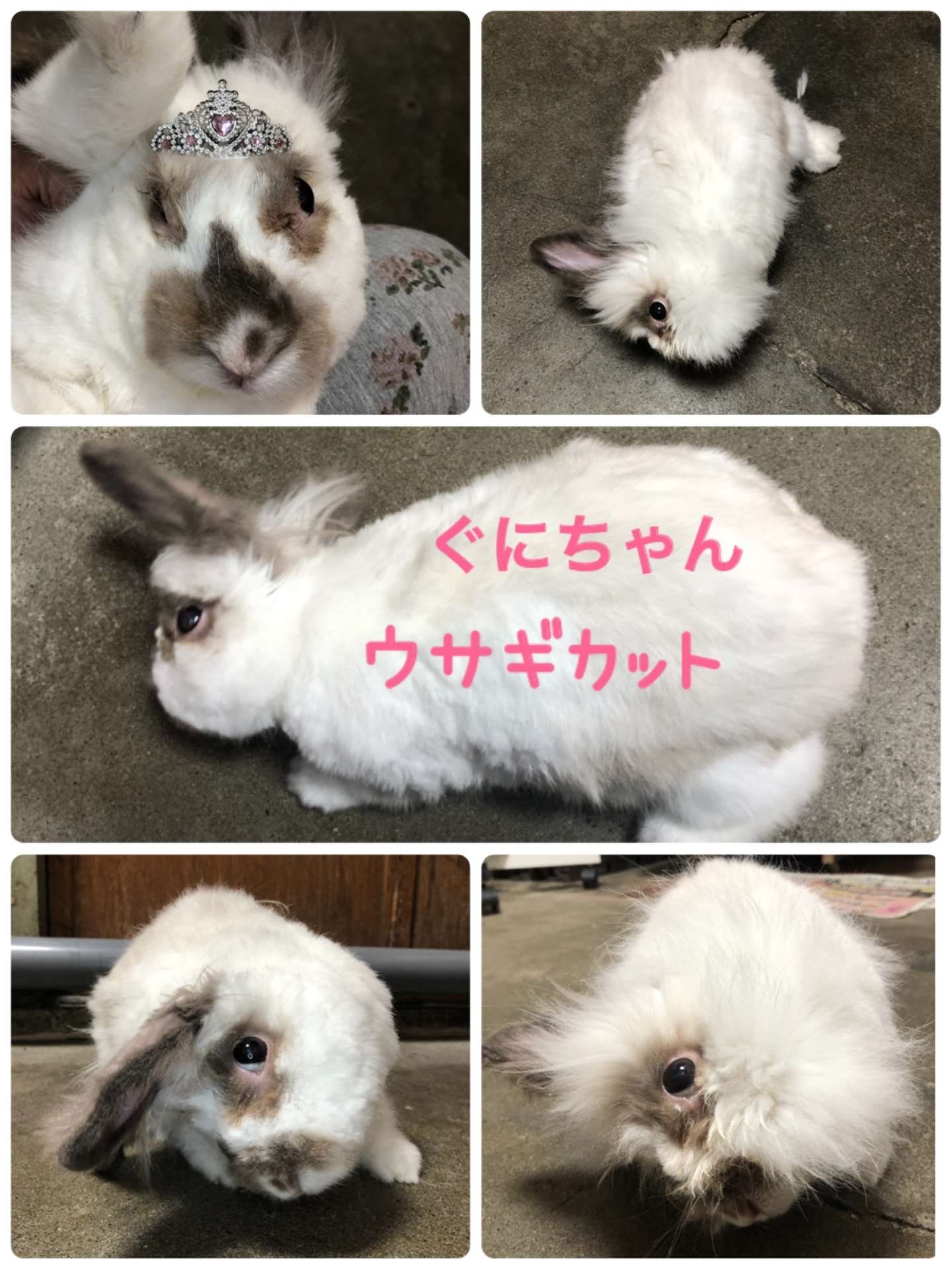 #うさぎ　#うさぎ美容　#ぶぶちゃん　#ぐにちゃん