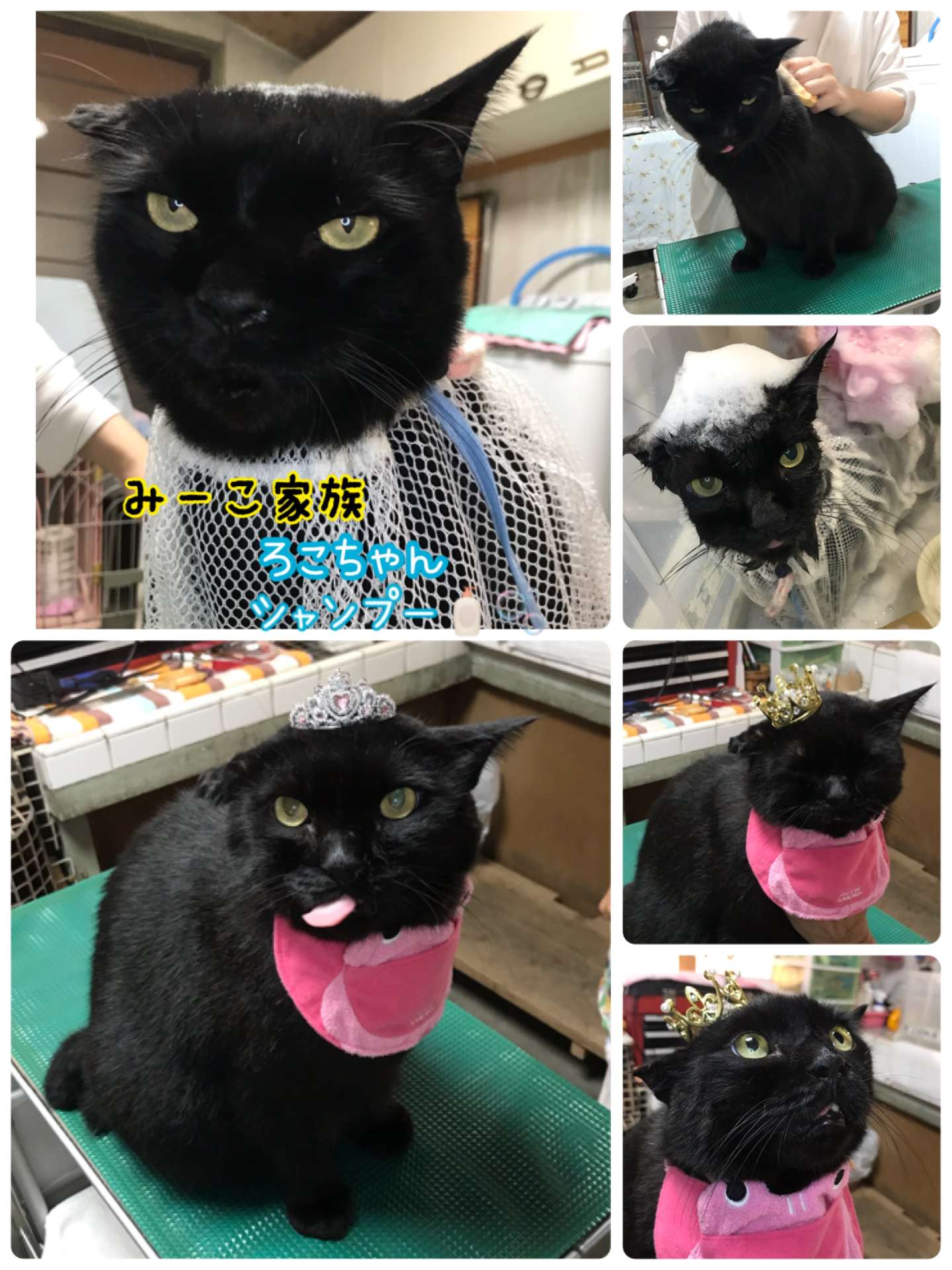 #みーこ家族　#ろこちゃん　#黒猫　