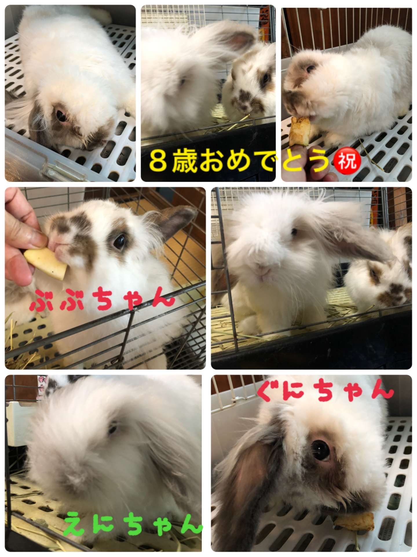 ＃うさぎ＃うた家族＃8歳おめでとう～