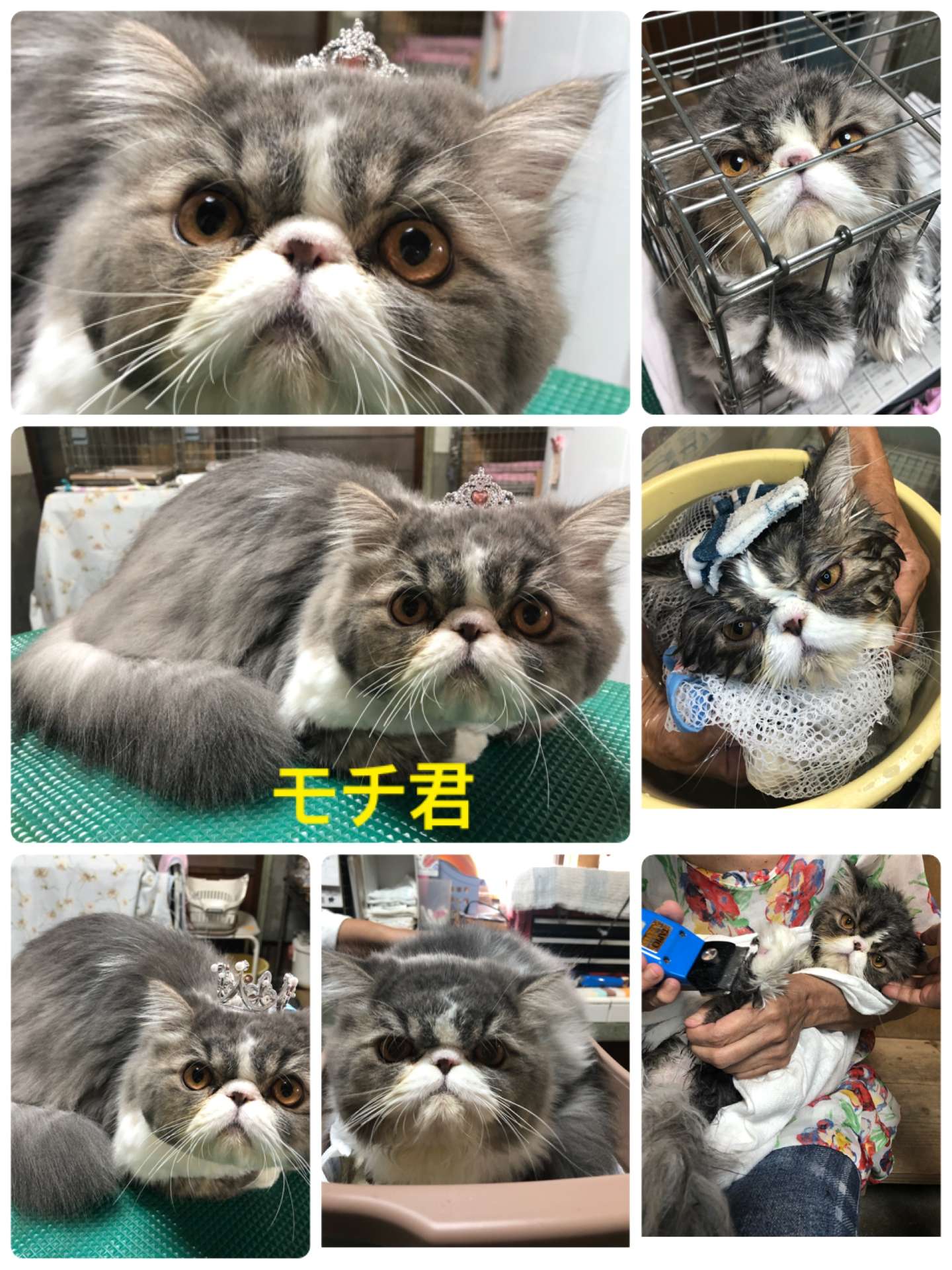 ＃猫美容＃モチ君＃猫爪切り＃ミーちゃん家族