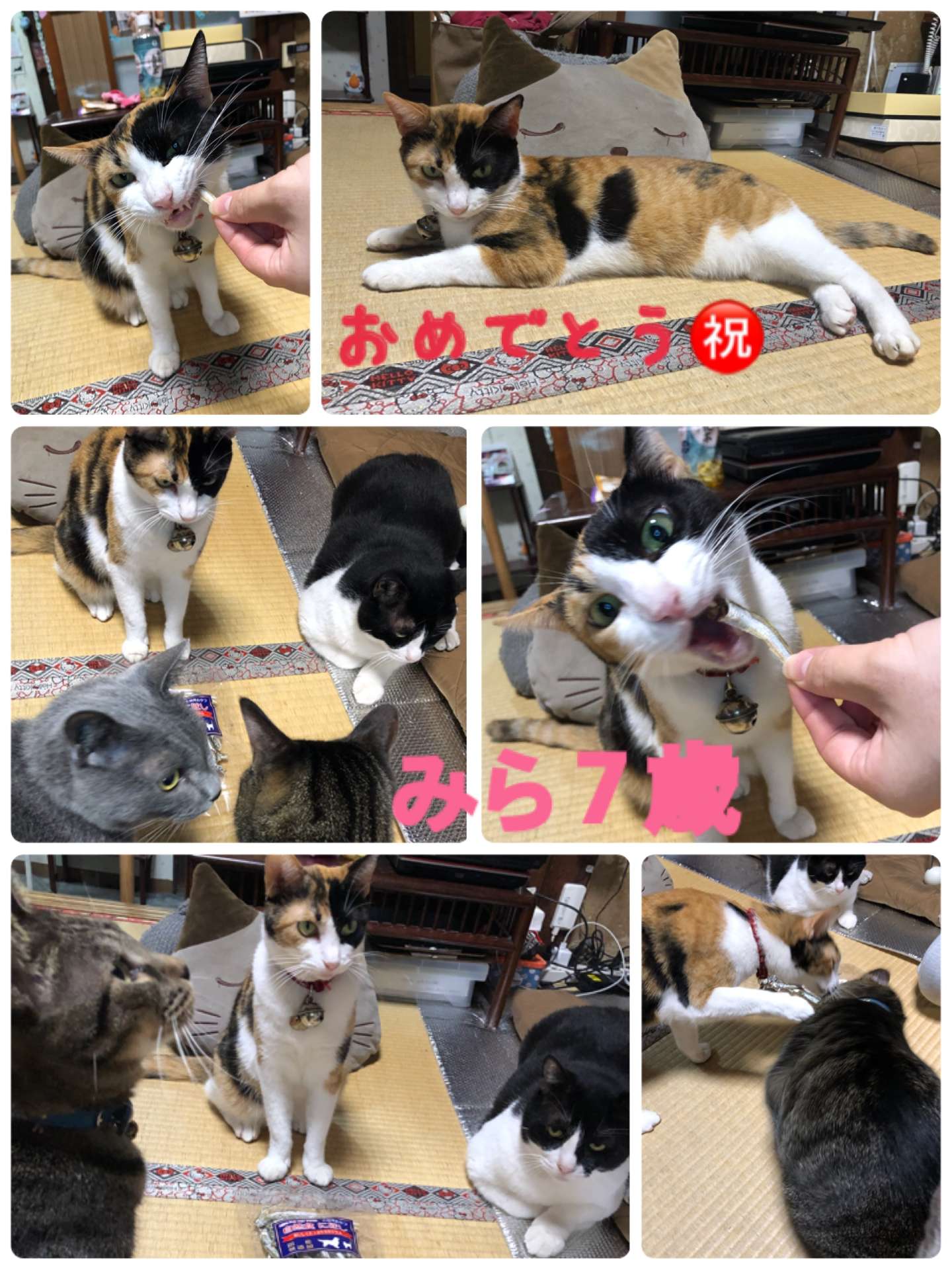 ＃みら＃7歳＃おめでとう！＃三毛猫