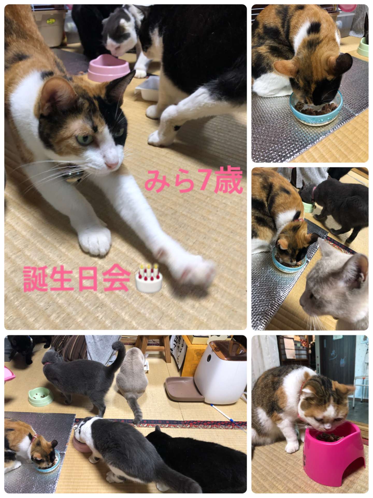 ＃みら＃お誕生会＃三毛猫＃7歳