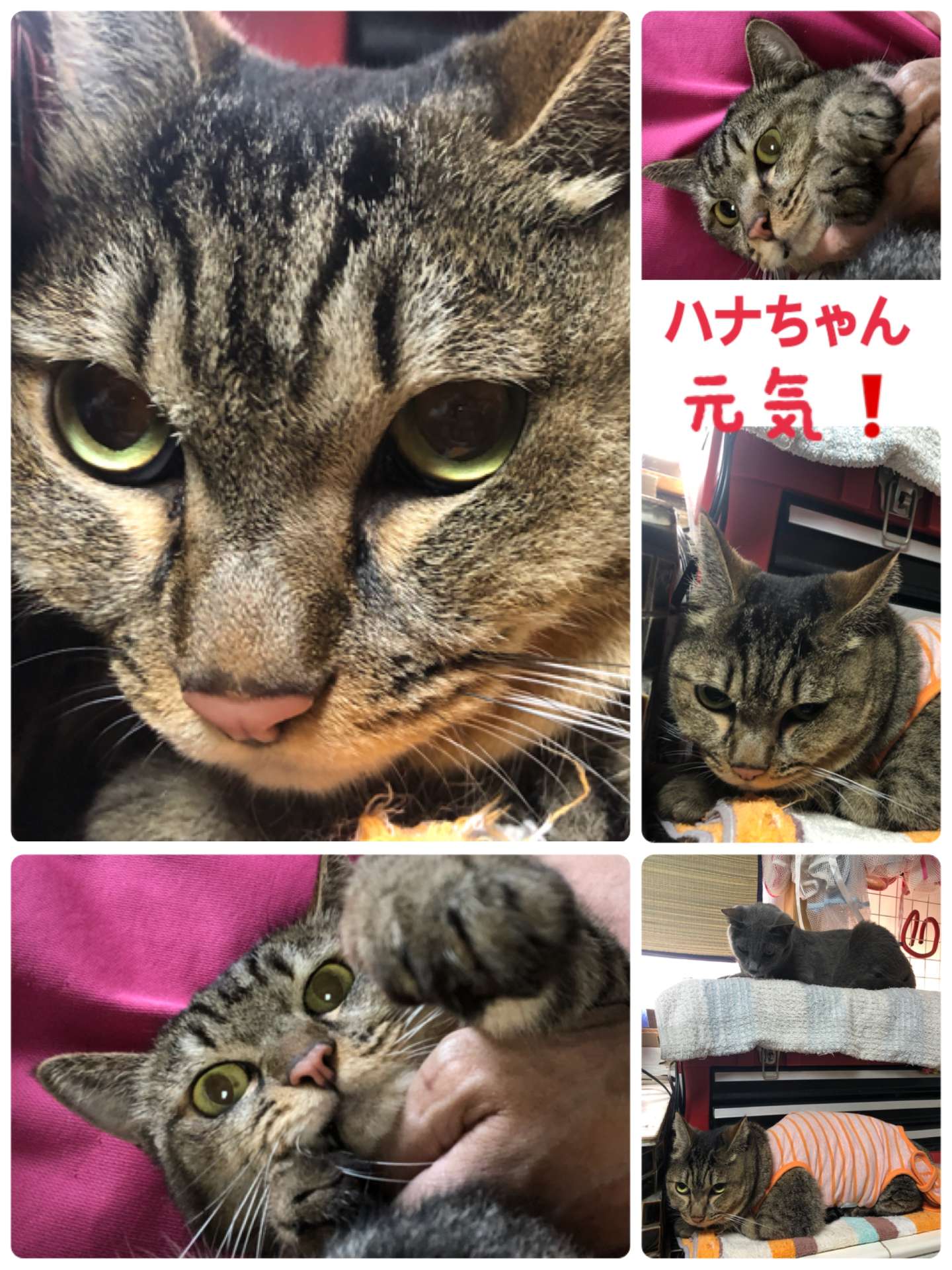 ＃猫爪切り＃ハナちゃん＃みーこ里親出身