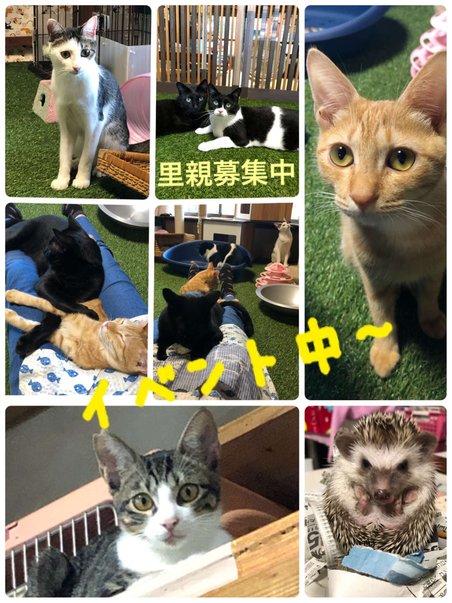 ＃みーこイベント＃里親募集＃猫カフェ